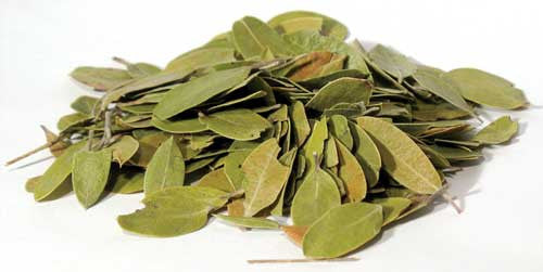 1 Lb Bearberry (Uva-Ursi) whole                             