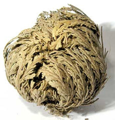 Jericho Flowers (1 flower)                                  