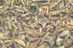 1 Lb Pennyroyal Leaf Cut                                    