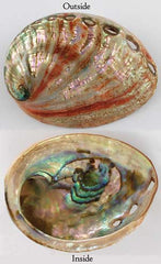 Red Abalone Shell                                           