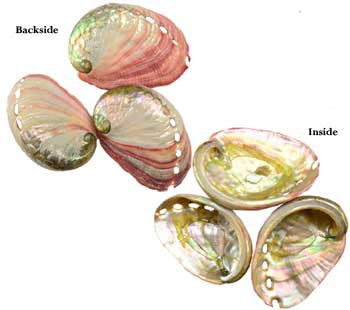 2" -3" Abalone Shell  burner                                